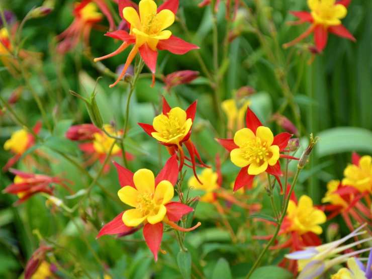 aquilegie fiori