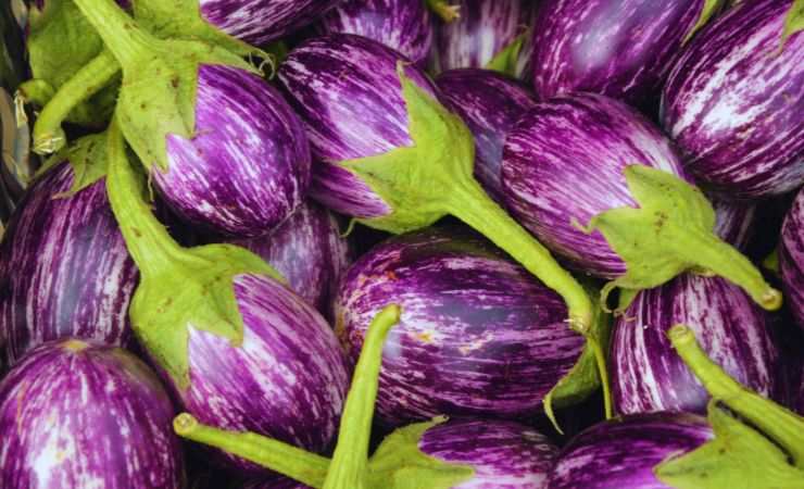 melanzane viola